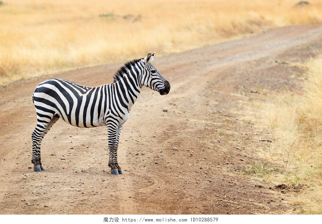 纹的斑马站在一个土路在肯尼亚非洲